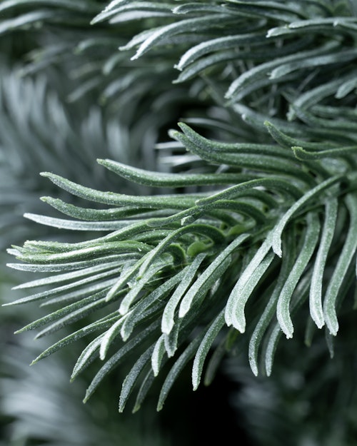 The 6ft Arbor Blue Pine Tree