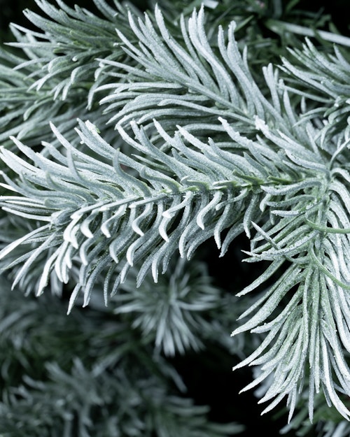 The 6ft Arbor Blue Pine Tree