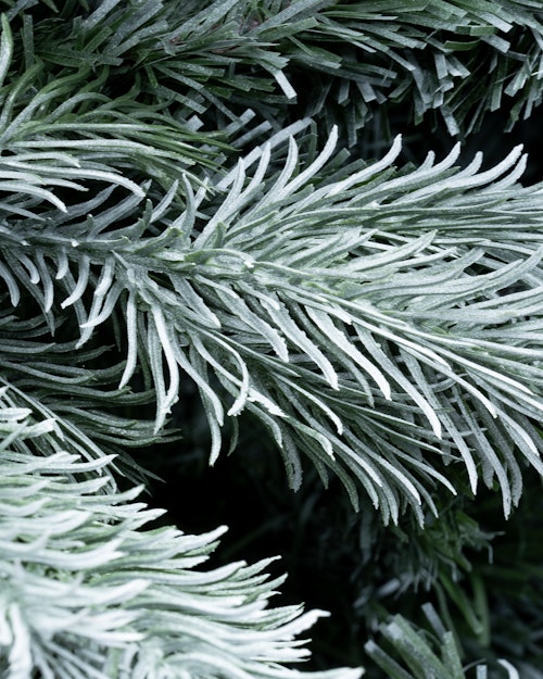 The 6ft Arbor Blue Pine Tree