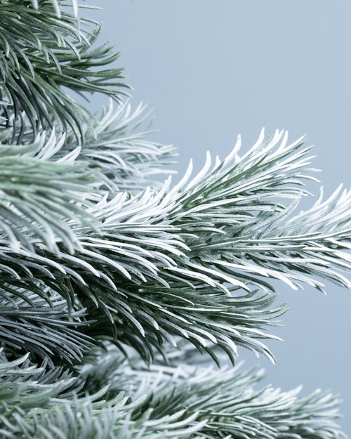 The 6ft Arbor Blue Pine Tree