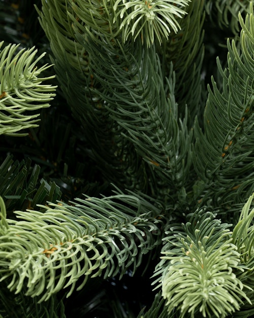 The 5ft Arbor Ultima Tree