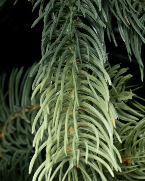 The 5ft Arbor Ultima Tree