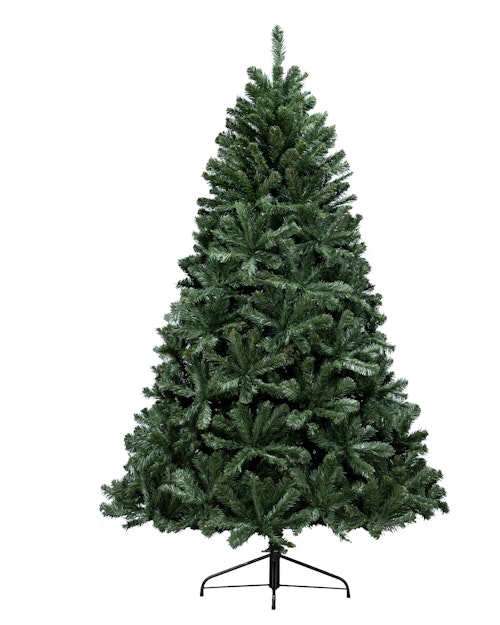 The 6ft Arbor Vitae Fir Tree