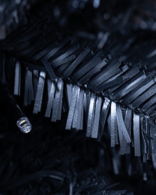 The 6ft Black Italian Pencilimo Tree