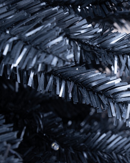 The 6ft Black Italian Pencilimo Tree